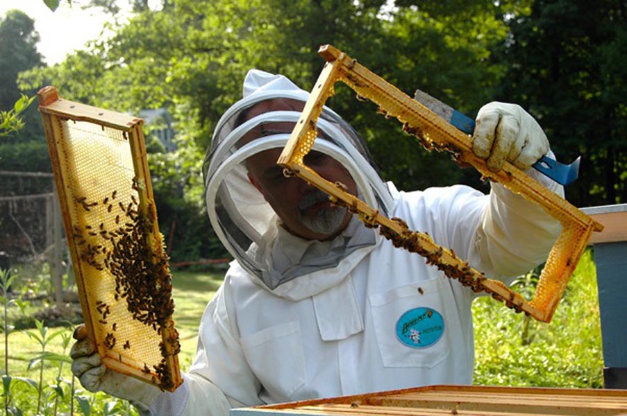apicultura web