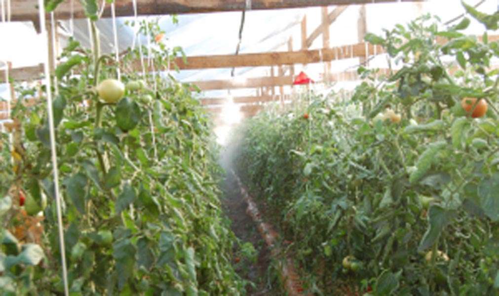 nave tomates web