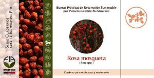 thumbnail of Rosa Mosqueta
