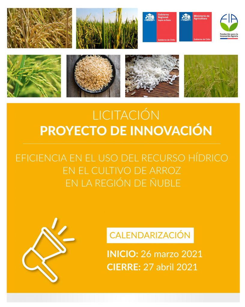 Eficiencia en el uso del recurso hídrico en el cultivo de arroz en la región de Ñuble