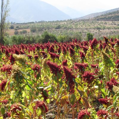 5 Campo Amaranto