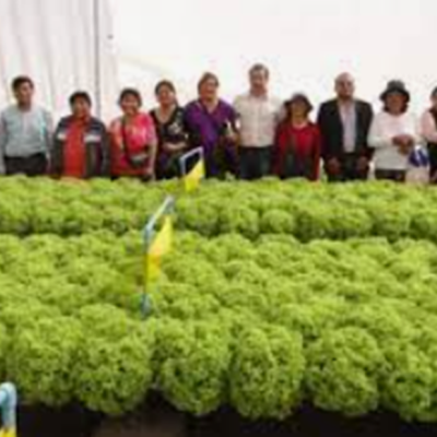 IMAGEN 3 GALERIA PAMELA PATRICIA CHANDIA MORENO TARAPACA AGRICULTORA