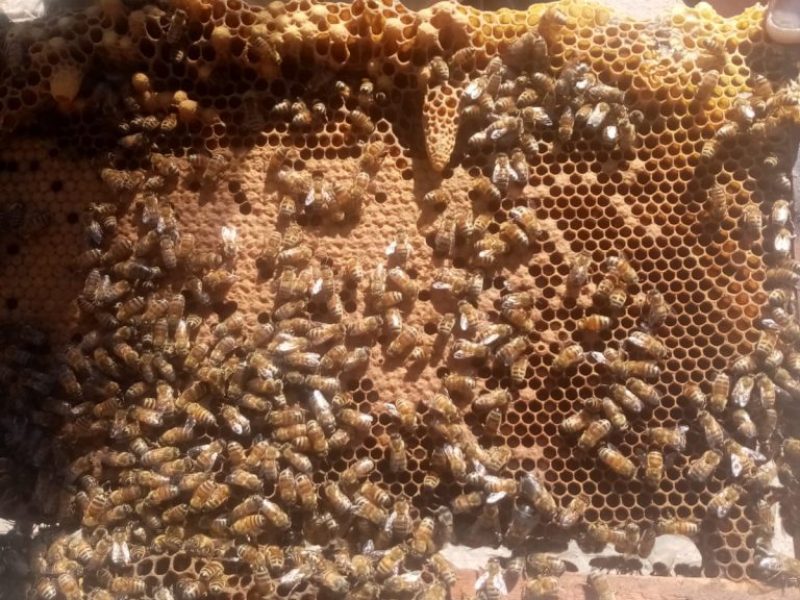 camila-juantok-apicultura-01