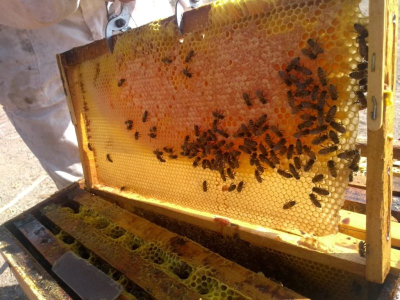 camila-juantok-apicultura-02