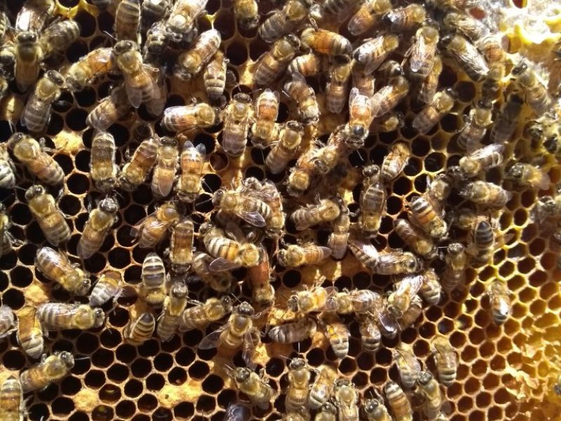 camila-juantok-apicultura-05