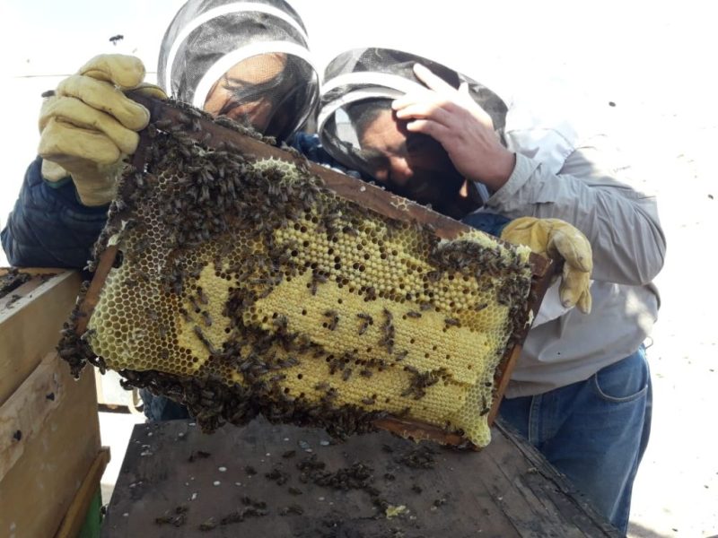 camila-juantok-apicultura-08